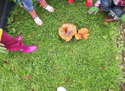 Großer Pilz auf der Rasenfläche Großer Pilz auf der Rasenfläche